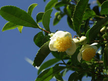 Cashew Nut Apple Seeds for a sweet addition to the home orchard