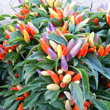Red Ornamental Hot Pepper Seeds (Capsicum annuum) for a reliable harvest in the Urban Patio Pots