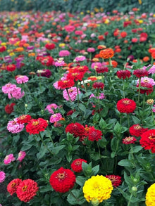 Rare Dahlia Seeds (Dahlia variabilis) for growers filling out the Flower Cutting Garden