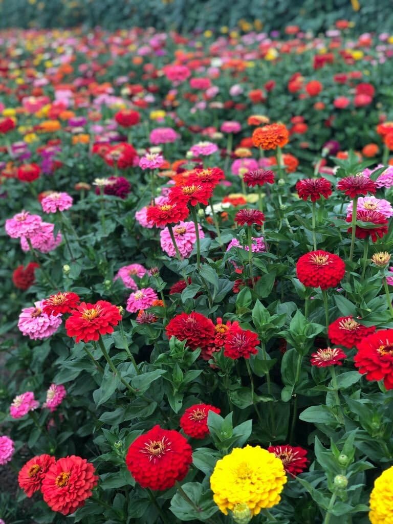 Dolly flower mix balcony seeds