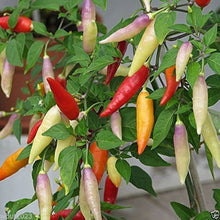 Aji Magyar Pepper Seeds (Capsicum baccatum) for productive rows in the Spicy Garden Planting