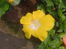 Hibiscus Rosa-Sinensis Rare Yellow White Seeds for a bright addition to the Unique Garden Displays