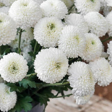 Chrysanthemum Chrysanthemum Morifolium flower Seeds for colorful blooms in the home garden beds and backyard gardening spaces