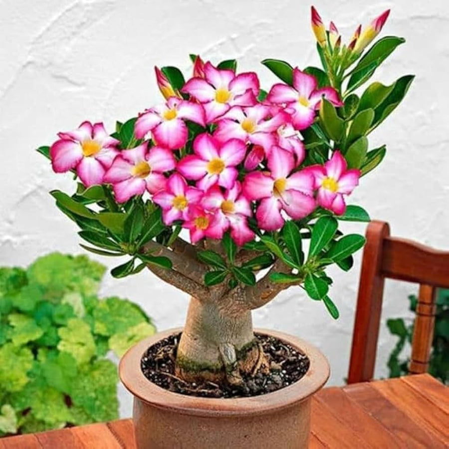 African Bonsai Rose Seeds for long-term planting in the yard
