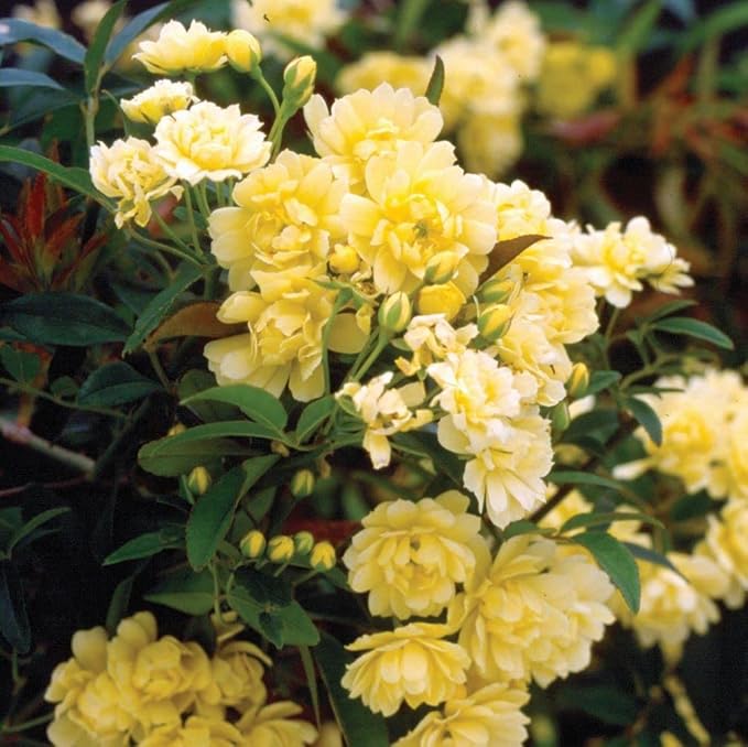 Lady Banks Yellow Climbing Rose seeds for beautiful blooms
