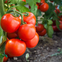 Druzba (tomato) for planting in garden