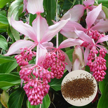 Medinilla Magnifica Bonsai Flower Plant Seeds for a lasting addition to the landscape