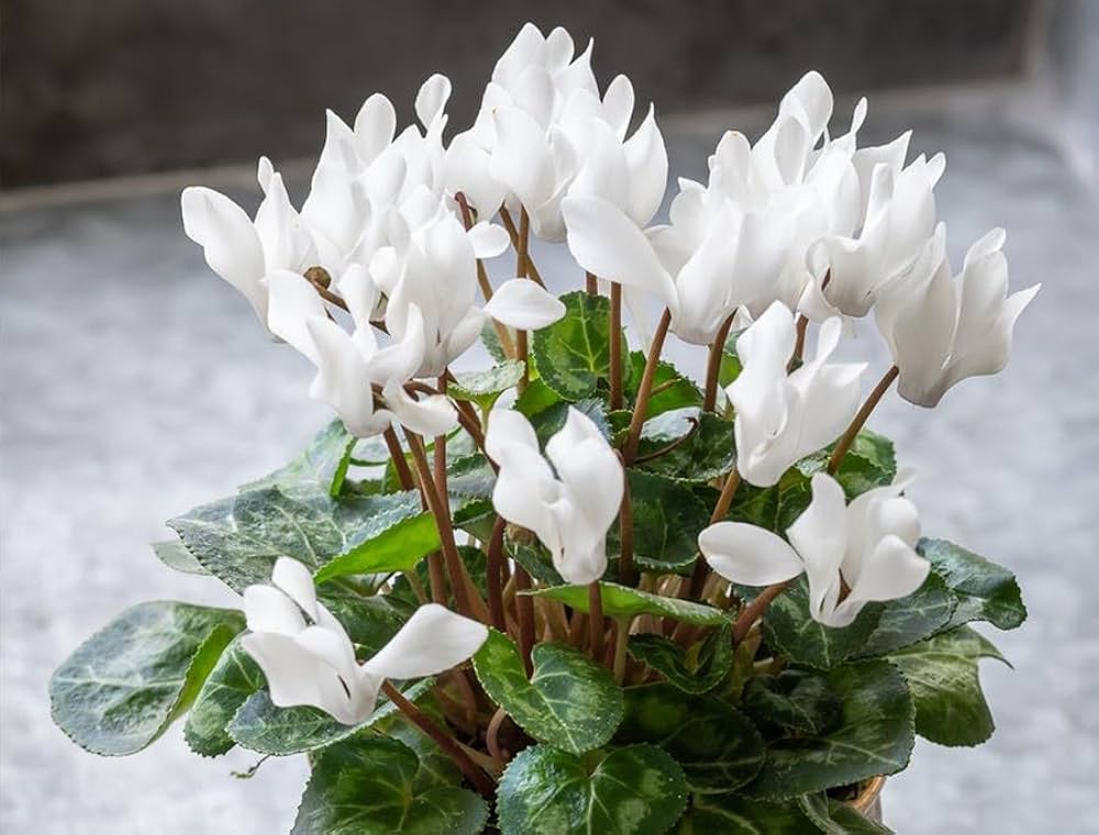 Cyclamen Flowers – Cyclamen persicum – for perennial garden