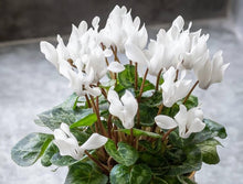 Cyclamen Flowers – Cyclamen persicum – for perennial garden