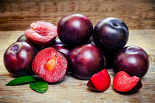 Red Plum Seeds (Prunus domestica) for sweet homegrown fruit in the backyard or orchard gardening