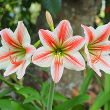 Hybrid Martagon Lily Seeds grown for elegant Blooms