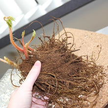 Astilbe Seeds (Astilbe spp.) for seasonal color across the Flower Bed & Garden
