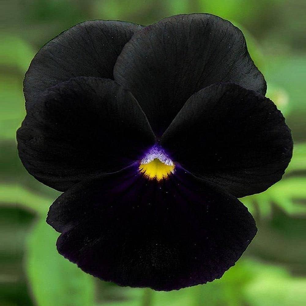 Black Pansy flower seeds