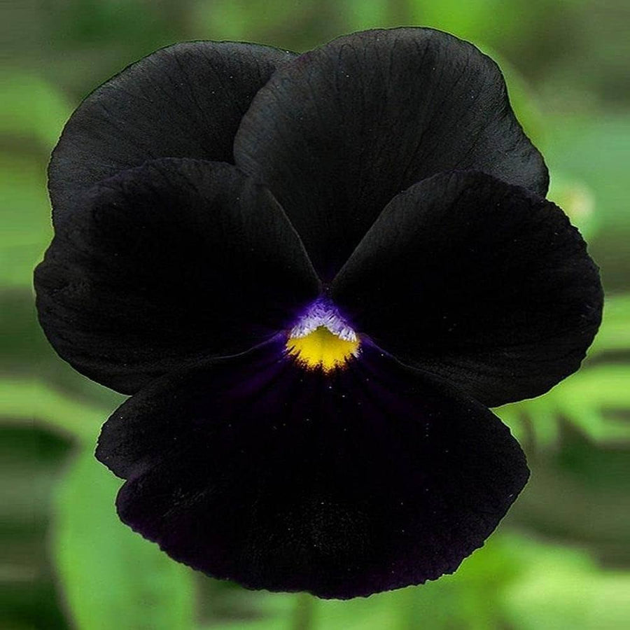 Black Pansy flower seeds