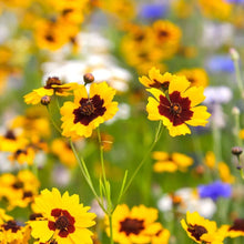 Sand Coreopsis Native Wildflower Drought-Tolerant Seeds for gardeners building out beds and borders