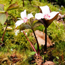 Trillium Flowering Plants for a bright addition to the Shade Gardens