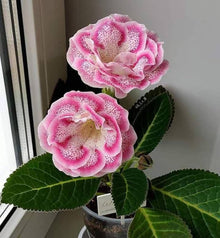Gloxinia Mixed Colors Sinningia Seeds for reliable seasonal color