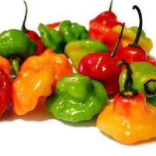 Aji Dulce Pepper Seeds for a productive addition to the vegetable patch