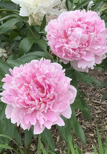 Double Bloom Peony Seeds (Paeonia lactiflora) for a lasting display in the Perennial Decorative Garden Use