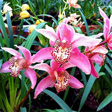 Chinese Cymbidium Mixed Varieties Rare Orchid Seeds for a colorful addition to any planting