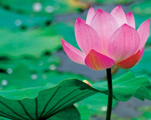 Lotus Nelumbo nucifera seeds for planting in water garden