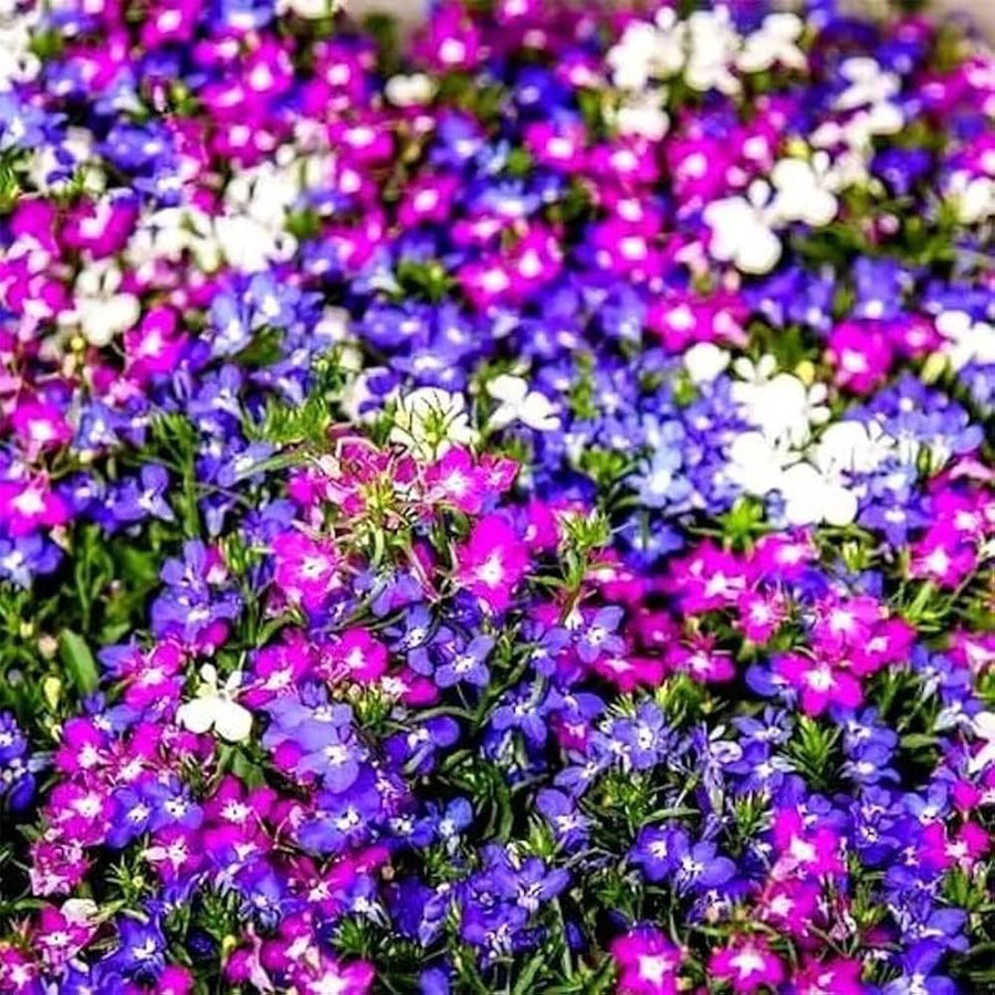 Lobelia Erinus trailing flower seeds mix for planting
