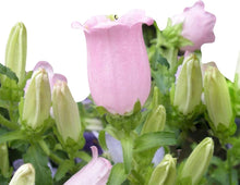 Bellflower Seeds (Campanula medium) for colorful blooms in the home garden borders and containers