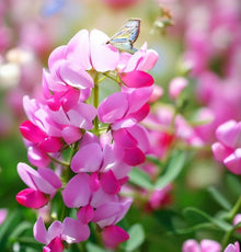 Utah Sweetvetch Seeds (Hedysarum boreale) for colorful blooms in the pollinator garden and native planting