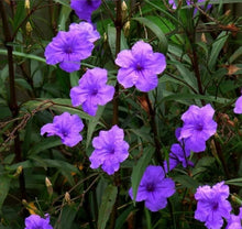 Mexican Petunia Seeds (Ruellia brittoniana) for colorful blooms in the Flower Garden