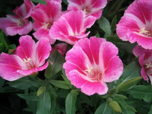 Godetia Double Mix Seeds for a bright addition to the home garden flower patch