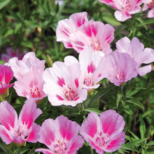 Clarkia Catley Seeds for a lasting display in the Flower Bed & Urban Garden