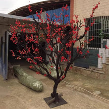 Huang Mei Plum Flower Tree Seeds (Prunus mume) for a homegrown harvest from the Winter Blooming Ornamental Gardens