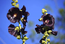 Black Nigra Hollyhock Perennial Seeds for gardeners building out beds and borders