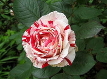 Mixed Rose Rosa Spp. Seeds for reliable seasonal color