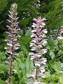 ACANTHUS MOLLIS Seeds (Acanthus mollis) for growers filling out the Flower Bed