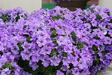 Petunia Seeds (Petunia hybrida) for a bright addition to the home garden and balcony planters