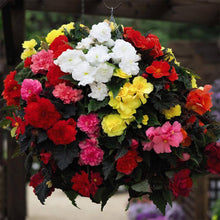 Mixed Begonia Seeds (Begonia spp.) for colorful blooms in the Flower Bed