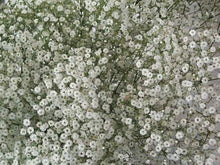 Red Babys' Atem Gypsophila Elegans Seeds for a lasting display in the Delicate, Airy Blooms in the Garden