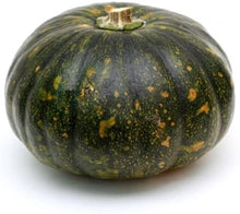Cronus Pumpkin Seeds (Cucurbita maxima) valued by growers for large backyard gardening and edible landscaping