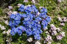 Alpenblumensamen Seeds for a bright addition to the Alpine Garden
