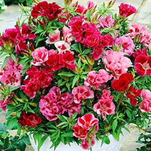 Godetia Seeds (Clarkia amoena) for growers filling out the annual flower bed