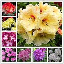 Rhododendron Rose Seeds for gardeners building out beds and borders