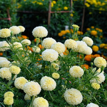 Marigold Seeds for reliable seasonal color