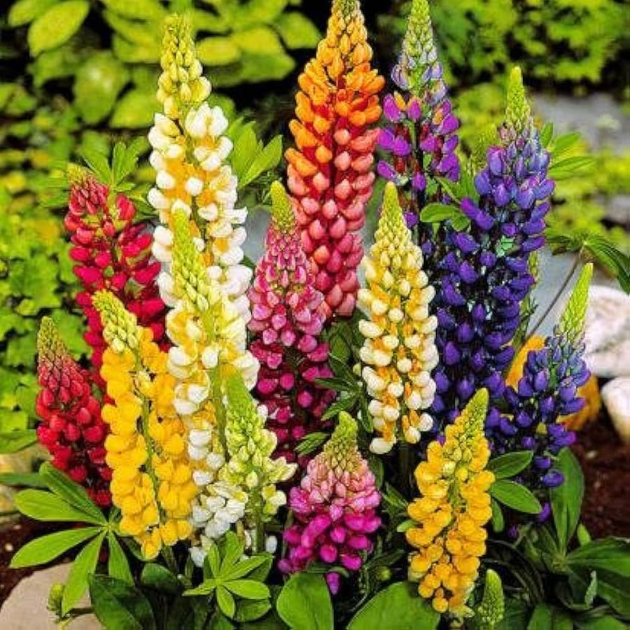 Mixed Lupine flower seeds for wildflower garden planting