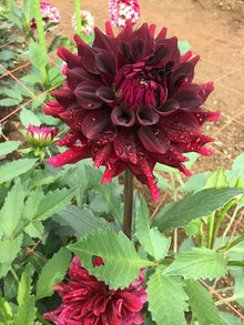 Blue Dahlia Seeds for growers filling out the DIY Flower Garden