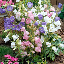 Field Bellflower Seeds for growers seeking a long-blooming display
