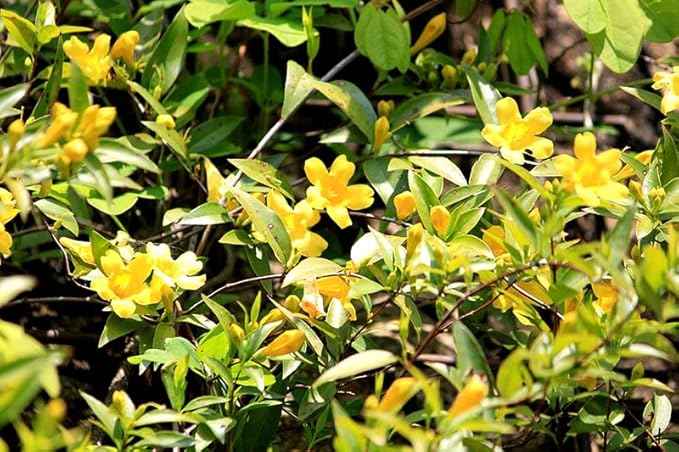 Gelsemium Flower Gelsemium sempervirens for planting in flower bed