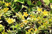 Gelsemium Flower Gelsemium sempervirens for planting in flower bed