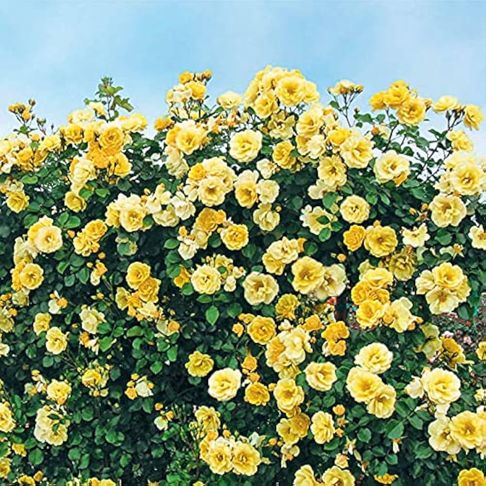 Chrysanthemum Burgundy Perennial Flower - for planting in home garden