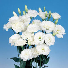 Eustoma Lisianthus Seeds for growers seeking a long-blooming display